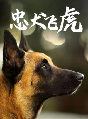 忠犬飞虎（33集）